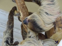 Tiergarten Schönbrunn am 20.10.2025